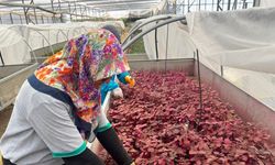 Alanya Belediyesi’nde kadınlar sahada