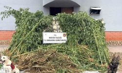 Bahçesinde kenevir yetiştiren şüpheli 45 kilo esrarla yakalandı