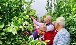 Hatay’da narenciye bahçeleri zararlı organizmalara karşı incelendi