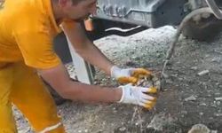 Osmaniye’de çıkan orman yangınından etkilenen kaplumbağa kurtarıldı