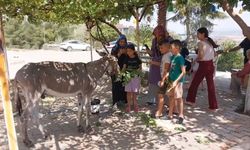 Osmaniye’nin sokak misafiri eşek, şefkatli ellere emanet