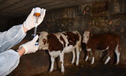 Bakan Yumaklı: 8,5 milyon doz şap aşısını sahaya gönderdik