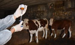 Bakan Yumaklı: 8,5 Milyon Doz Şap Aşısını Sahaya Gönderdik