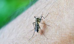 Çin'in Foşan kentinde sivrisinek kaynaklı chikungunya virüsü vaka sayısı 7 bini geçti