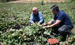 Devlet Destekli Depodan 50 Ülkeye Çilek İhracatı