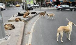 İstanbul Valiliği'nden Sahipsiz Sokak Hayvanlarının Toplatılması Kararı