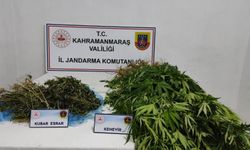 Afşin’de Jandarmadan Kenevir Operasyonu