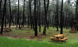 Konaklamasız Orman Parkındaki Gelir Getirici Tesislerin İşletmeciliği Kiraya Verilecek