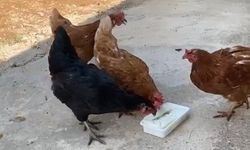 Sıcaktan Bunalan Tavuklarını Maraş Dondurmasıyla Serinletti