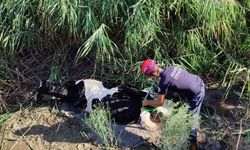 Adana'da drenaj kanalına düşen inek kurtarıldı