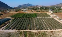 Adana'da verim alınamayan zeytin ve narenciye ağaçları dekoratif ürünlere dönüştürülüyor