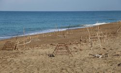 Alanya'da caretta caretta yavrularının denizle buluşma yolculuğu görüntülendi