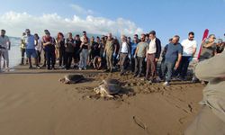 Hatay'da tedavileri tamamlanan 4 caretta caretta denizle buluştu