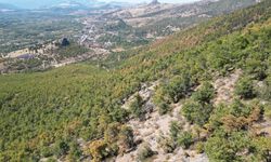 Isparta'da ormanlar sonbahar renklerine büründü