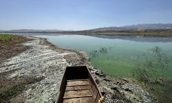 Kahramanmaraş'ta Sır Barajı'ndaki balık ölümleri araştırılıyor