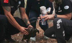 Köyceğiz'de orman yangınından etkilenen kaplumbağayı UMKE ekibi kurtardı