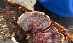 Kozan'da cezaevinde mantarı üretimine başlandı
