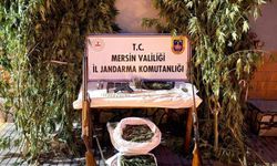 Mersin'de 135 kök Hint keneviri ve 10 kilo 127 gram esrar ele geçirildi