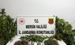 Mersin'de 8 kilo 690 gram esrar ve 234 kök Hint keneviri ele geçirildi