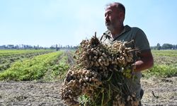 Osmaniye'nin tescilli yer fıstığında hasat mesaisi başladı