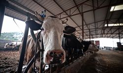 Şap hastalığına karşı karantina tedbiri uygulanan Mersin'de 'aşılama timleri' sahada