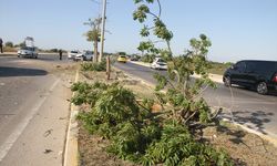 Serik'te ağaca ve araca çarpan otomobilin sürücüsü yaralandı