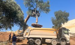 YK Enerji, santral sahalarındaki 151 zeytin ağacını yeni yerine taşıdı