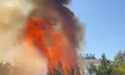 Alanya’da çalılık alanda çıkan yangında 2 sera ve 2 dönüm arazi zarar gördü