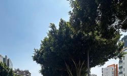Antalya’da son 1 haftada 16 bin 155 araç ve sürücüsüne ceza kesildi