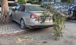 Kırılan ağaç dalı otomobile zarar verdi