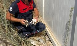 Konteynerin altında mahsur kalan kedileri itfaiye kurtardı