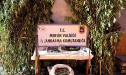 Mersin’de bahçelerine kenevir eken 3 şüpheli yakalandı