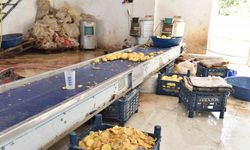 Otel ve restoranlara verilen 1,5 ton işlenmiş patates imha edildi