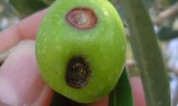 Zeytin üreticilerine meyve dökülmesi uyarısı