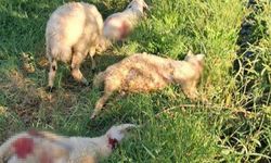 Başıboş Sokak Köpekleri 6 Kuzuyu Telef Etti