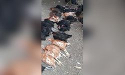 Başıboş Sokak Köpekleri 70 Tavuğu Telef Etti