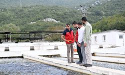 Kahramanmaraş, Türkiye'nin Alabalık Yavru Üretim Üssü Olmaya Devam Ediyor