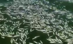 Kahramanmaraş'ta Balık Ölümleri