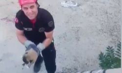 Kanala Düşen Yavru Köpek Kurtarıldı