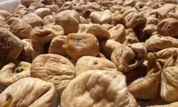 Kuru İncirin İhracat Yolculuğu 15 Ekim’de Başlayacak