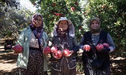 Antalya nar üretiminde ve ihracatında ilk sırada