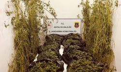 Antalya'da 53 kilo 250 gram skunk ele geçirildi