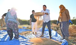 Antalya'da Manavgat susamında hasat dönemi başladı