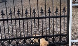 Dörtyol ilçesinde korkuluğa sıkışan köpek yavrusunu itfaiye ekibi kurtardı