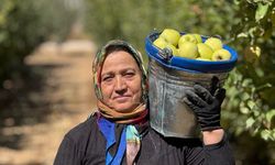 Elma diyarı Isparta'da hummalı hasat mesaisi