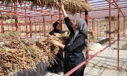 Hatay'da Gölbaşı Gölü'ndeki su sümbülleri ekonomiye kazandırılıyor