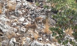 Isparta'da sarp kayalıklarda yaban keçileri görüntülendi