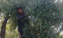 Mut ilçesinde zeytin hasadı sürüyor