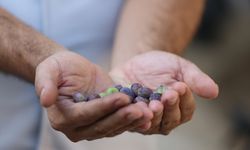 Tarihi caminin avlusundaki 1358 yaşındaki zeytin ağacında hasat zamanı