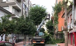 Akdeniz’de ağaçlara sonbahar bakımı